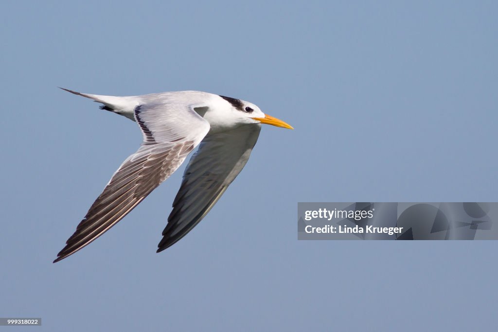 Royal Tern