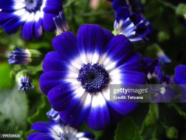 cineraria - cineraria stock pictures, royalty-free photos & images