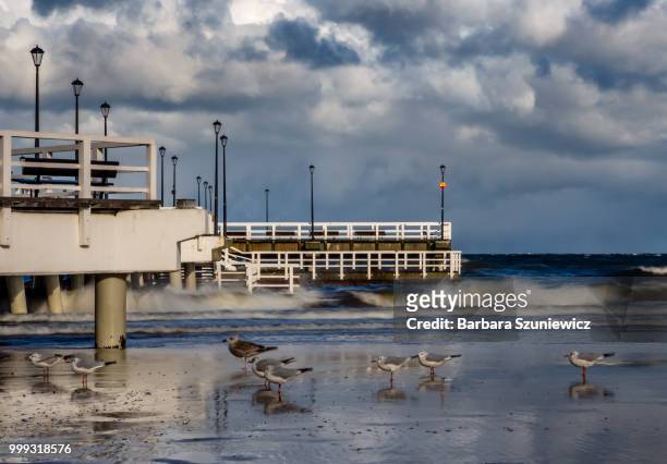 october storm iii - seagulls don't care - sunset barbara stock-fotos und bilder