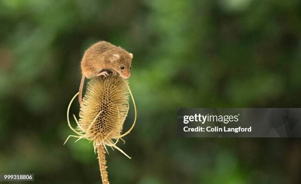 field mouse series - field mouse stock pictures, royalty-free photos & images