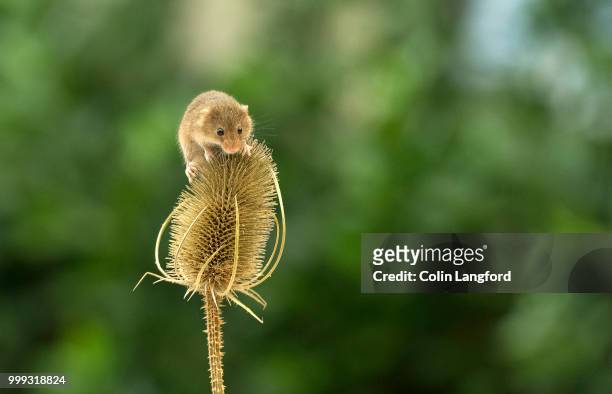 field mouse series - field mouse stock pictures, royalty-free photos & images
