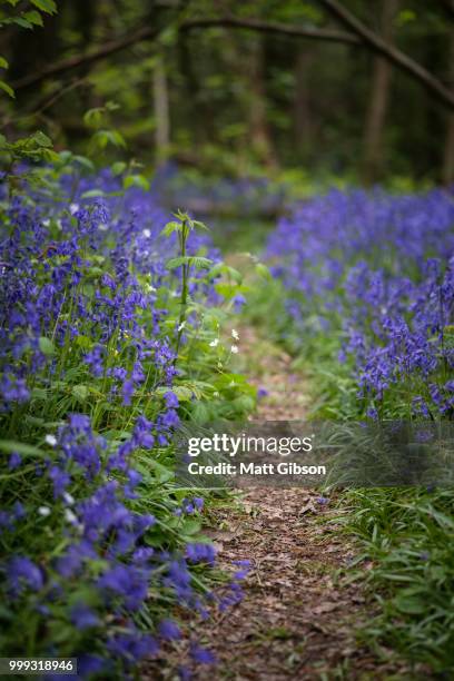 shallow depth of field landscape of vibrant bluebell woods in sp - bluebell woods imagens e fotografias de stock