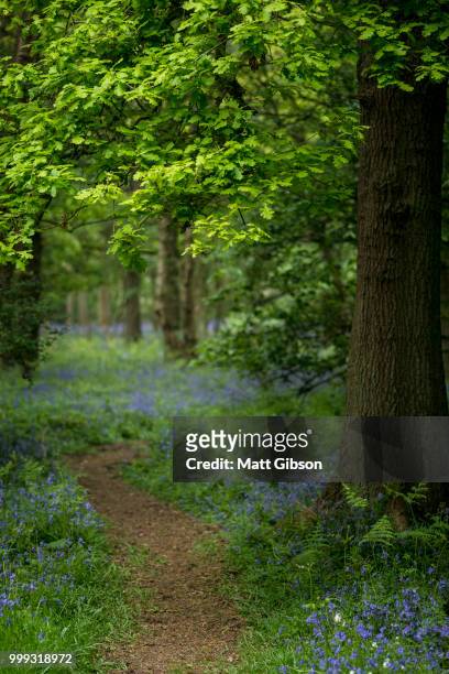 shallow depth of field landscape of vibrant bluebell woods in sp - bluebell woods imagens e fotografias de stock