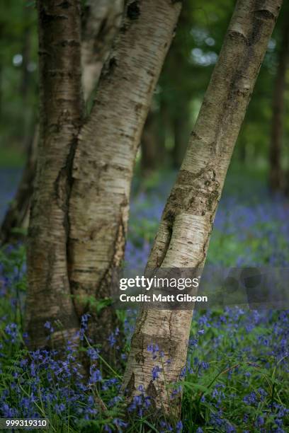 shallow depth of field landscape of vibrant bluebell woods in sp - bluebell woods imagens e fotografias de stock