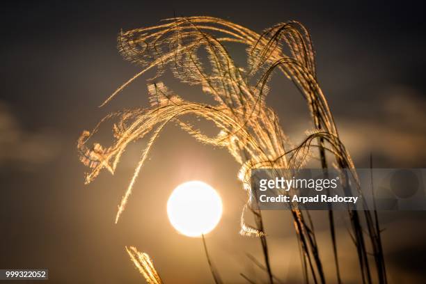 close up of the stipa plant in the wonderful sunset light - stipa stock pictures, royalty-free photos & images
