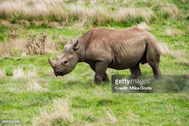 rhino - sydlig vit noshörning bildbanksfoton och bilder