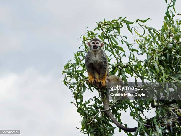 squirrel monkey in a tree - tree squirrel stockfoto's en -beelden