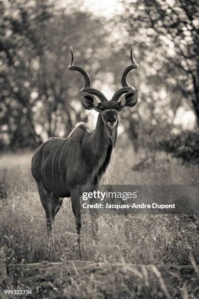 great kudu - greater kudu stock pictures, royalty-free photos & images