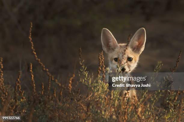 curious pup - fennec 個照片及圖片檔