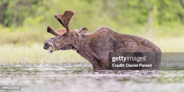 shaking it off... - daniel elk stock pictures, royalty-free photos & images