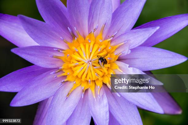 busy bee - ho stock pictures, royalty-free photos & images