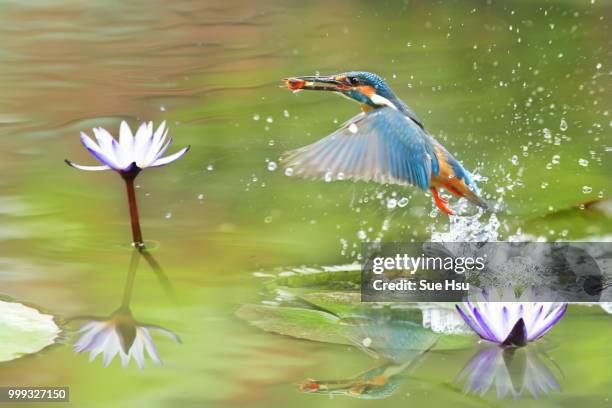 hunting in motion - kingfisher river stock pictures, royalty-free photos & images