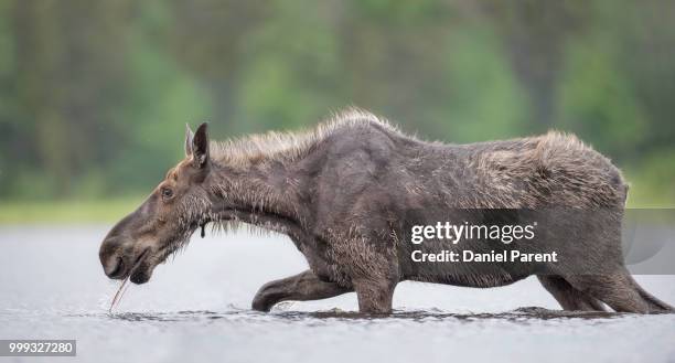 crossing the lake... - daniel elk stock pictures, royalty-free photos & images