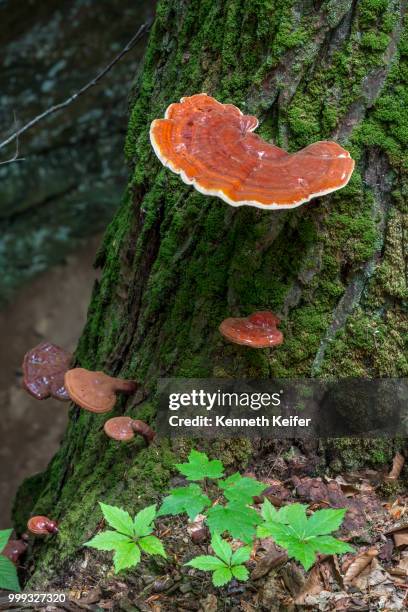 hemlock varnish shelf in the woods - keiffer stock pictures, royalty-free photos & images