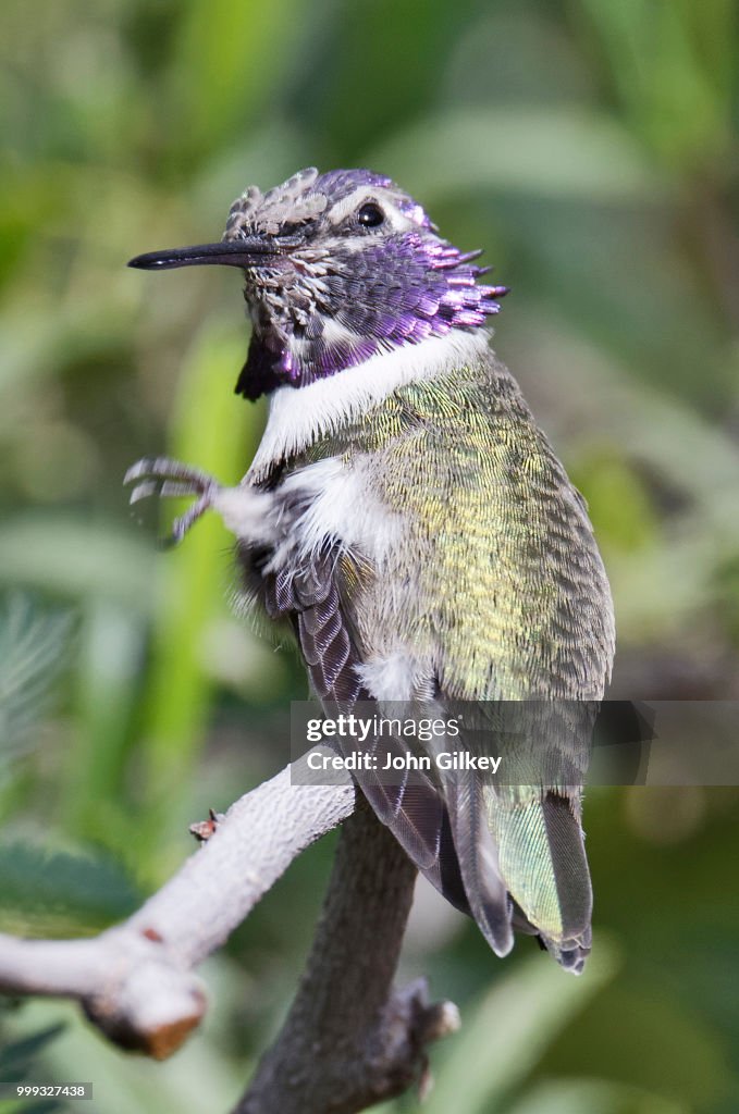 Anna's hummingbird molting and grooming