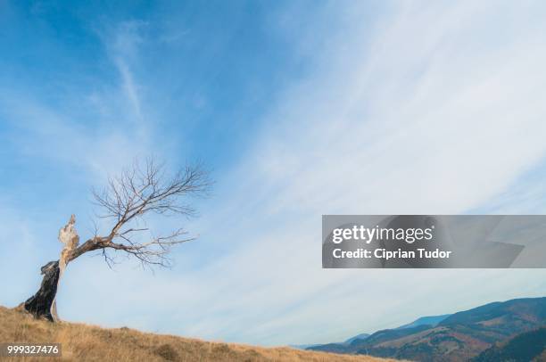 autumn tree - ciprian foto e immagini stock