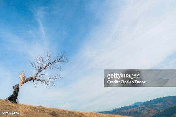 autumn tree - ciprian stock pictures, royalty-free photos & images