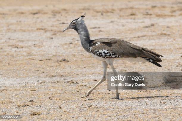 Kori Rabida 3,396 Kori Stock Photos, High-Res Pictures, and Images - Getty Images