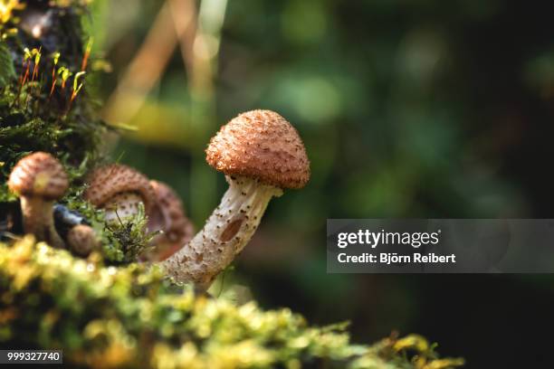 like a peni.. - peni stock pictures, royalty-free photos & images