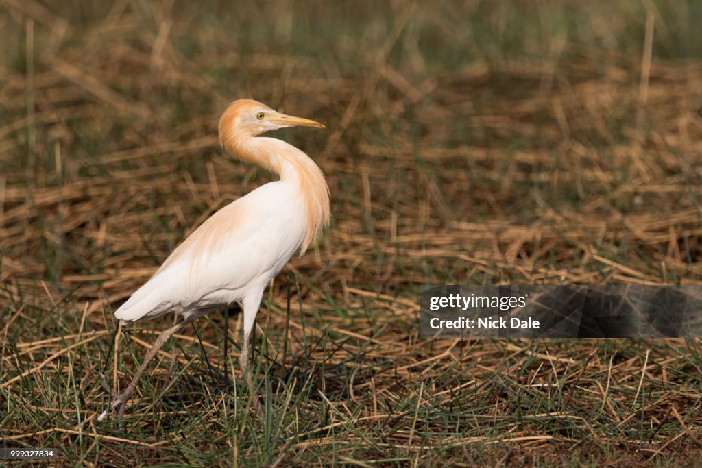 Cattle egret stands with head held back