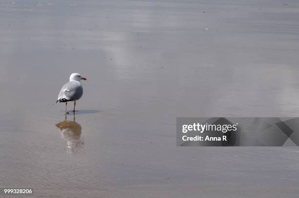 reflection - little egret (egretta garzetta) stock pictures, royalty-free photos & images
