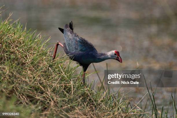 purple moorhen descends grassy hill by water - moorhen stock pictures, royalty-free photos & images