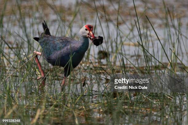 purple moorhen wades through shallows with snail - moorhen stock pictures, royalty-free photos & images