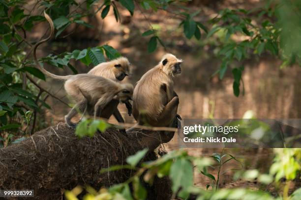 three sunlit langurs perch by tree-lined river - leaf monkey stock pictures, royalty-free photos & images