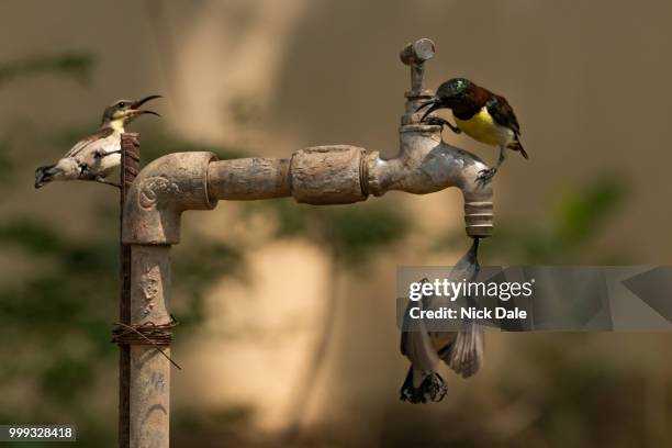 three sunbirds on garden tap in sunshine - birds on tap stock pictures, royalty-free photos & images