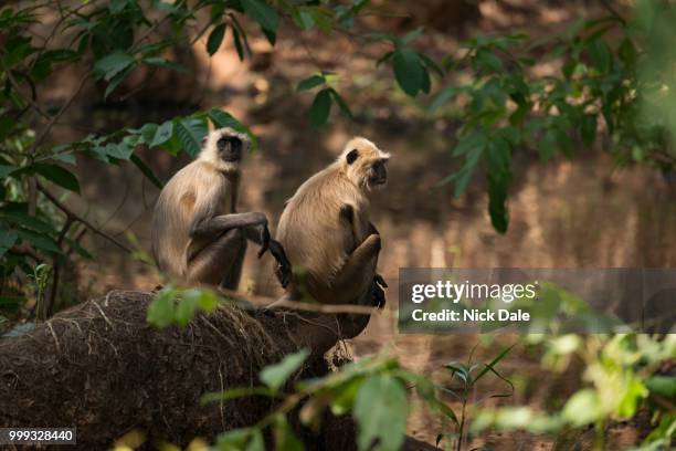 two sunlit langurs sit by tree-lined river - leaf monkey stock pictures, royalty-free photos & images