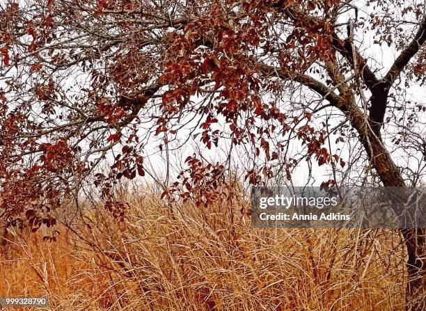 fall colors in northwest oklahoma - annie 2014 film stock-fotos und bilder