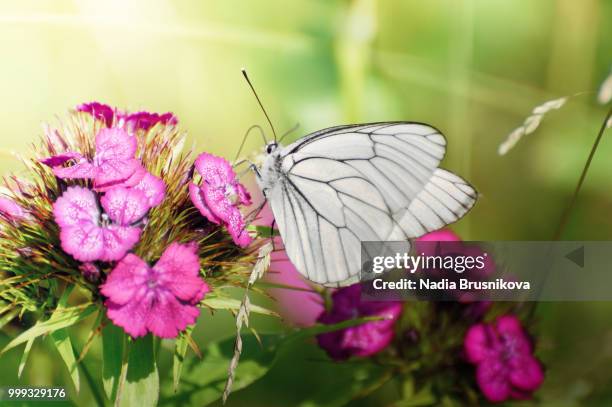 white butterfly on pink carnation flower - nadia stock pictures, royalty-free photos & images