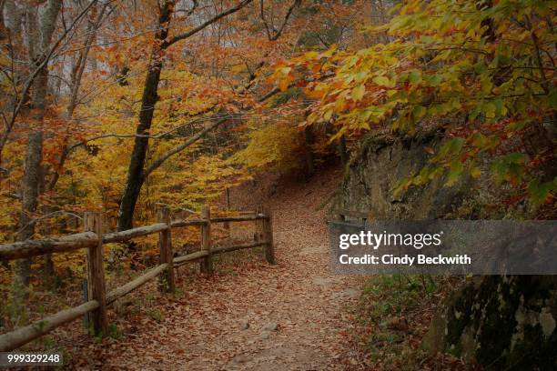 autumn peace - cindy stock pictures, royalty-free photos & images