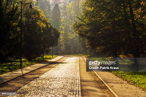 road in forest - kraus stock pictures, royalty-free photos & images