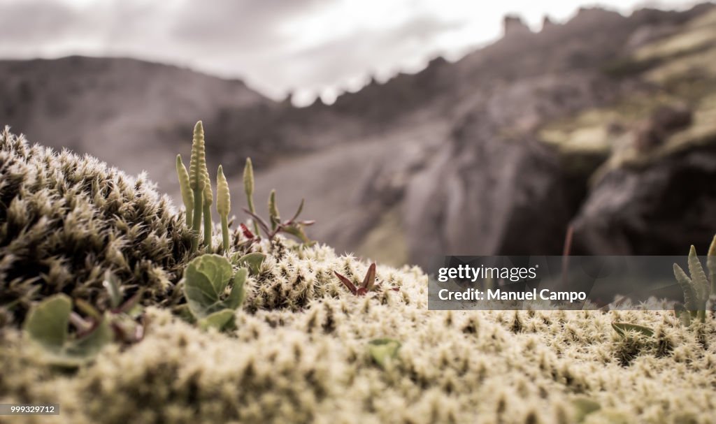 Microcosmos surgiendo de nutrientes volcanicos