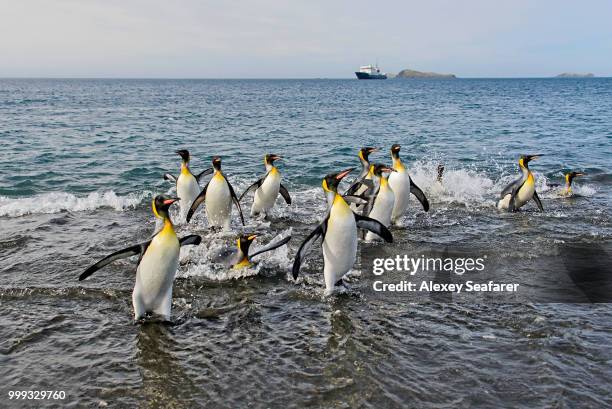 king penguins going from sea - south georgia and the south sandwich islands stock pictures, royalty-free photos & images