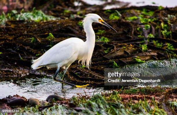 snowy egret - snowy egret stockfoto's en -beelden