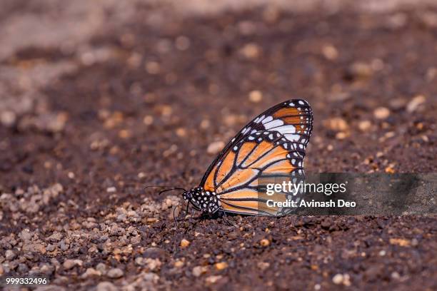 mudpuddling stripped tiger butterfly - deo stock pictures, royalty-free photos & images