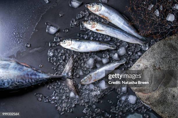 raw fresh tuna, herring and flounder fish - tuna animal stock-fotos und bilder