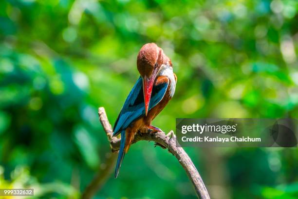 ruddy kingfisher - ruddy stock pictures, royalty-free photos & images