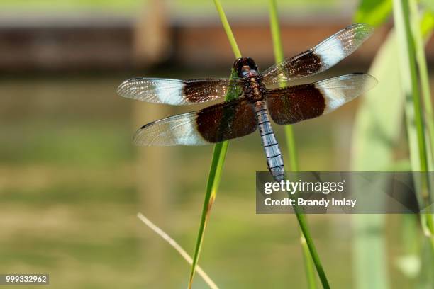 dragonfly macro - libellulidae stock pictures, royalty-free photos & images