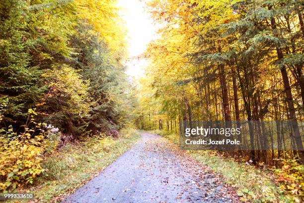 road through the autumn forest. - jozef polc stock pictures, royalty-free photos & images