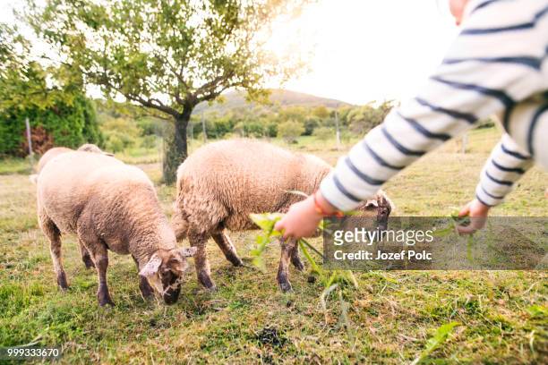 small girl feeding sheep on the farm. - jozef polc stock pictures, royalty-free photos & images