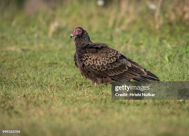 turkey vulture - turkey vulture stock pictures, royalty-free photos & images