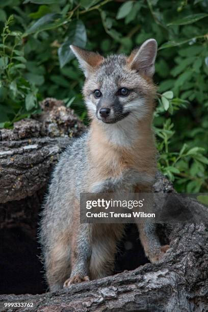 gray fox kit - gray fox stockfoto's en -beelden