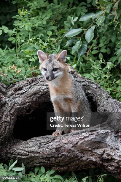 gray fox kit - renard gris photos et images de collection