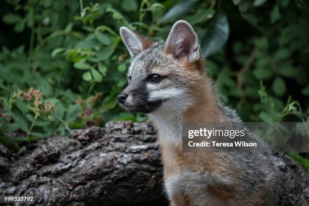 gray fox kit - gray fox stockfoto's en -beelden