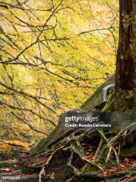 Tree's Roots Over Rocks Roots Rock Fotografías e imágenes de stock - Getty Images