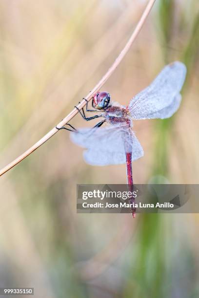 hanged - anillo stock pictures, royalty-free photos & images