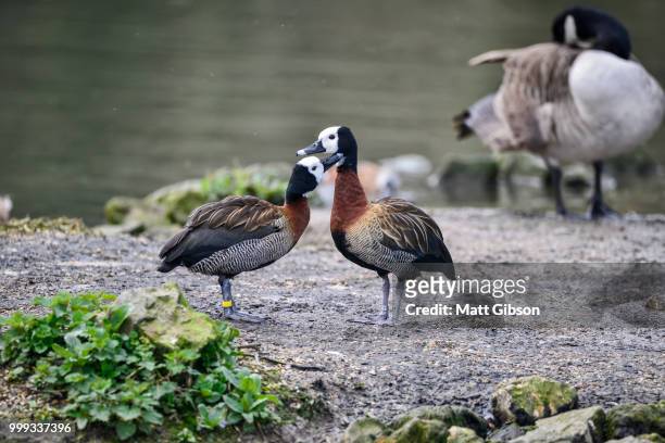 beautiful mated pair of white faced whistling ducks preening eac - マゼランガン ストックフォトと画像